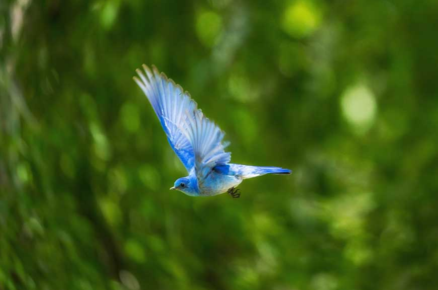 Attracting local birds to your Wyndham City garden